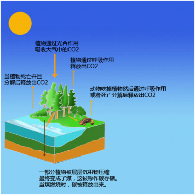 煤是一種化石燃料，所以燒煤產(chǎn)生的CO2排放量較高.png